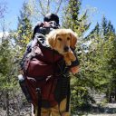 Voyager en Chine avec son animal de compagnie : préparer sereinement le départ avec votre chien ou votre chat