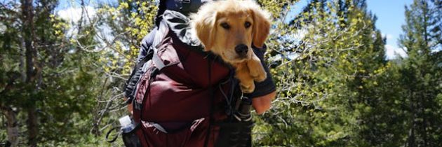 Voyager en Chine avec son animal de compagnie : préparer sereinement le départ avec votre chien ou votre chat