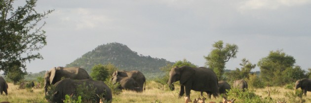 Réussir son safari en Afrique du Sud