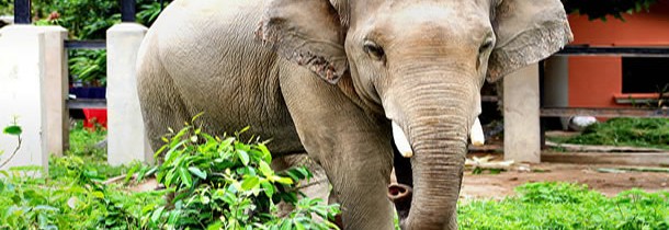 Zoo de Phnom Ta Mao et éléphants du Mondulkiri
