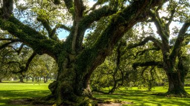 Visite en Louisiane : découvrir ses plantations et le Pays Cajun