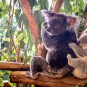 Top 5 des zoos à ne pas manquer en Australie